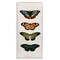 Stupell Industries Butterfly Lineup Vintage Framed Giclee, design by Dan Meneely